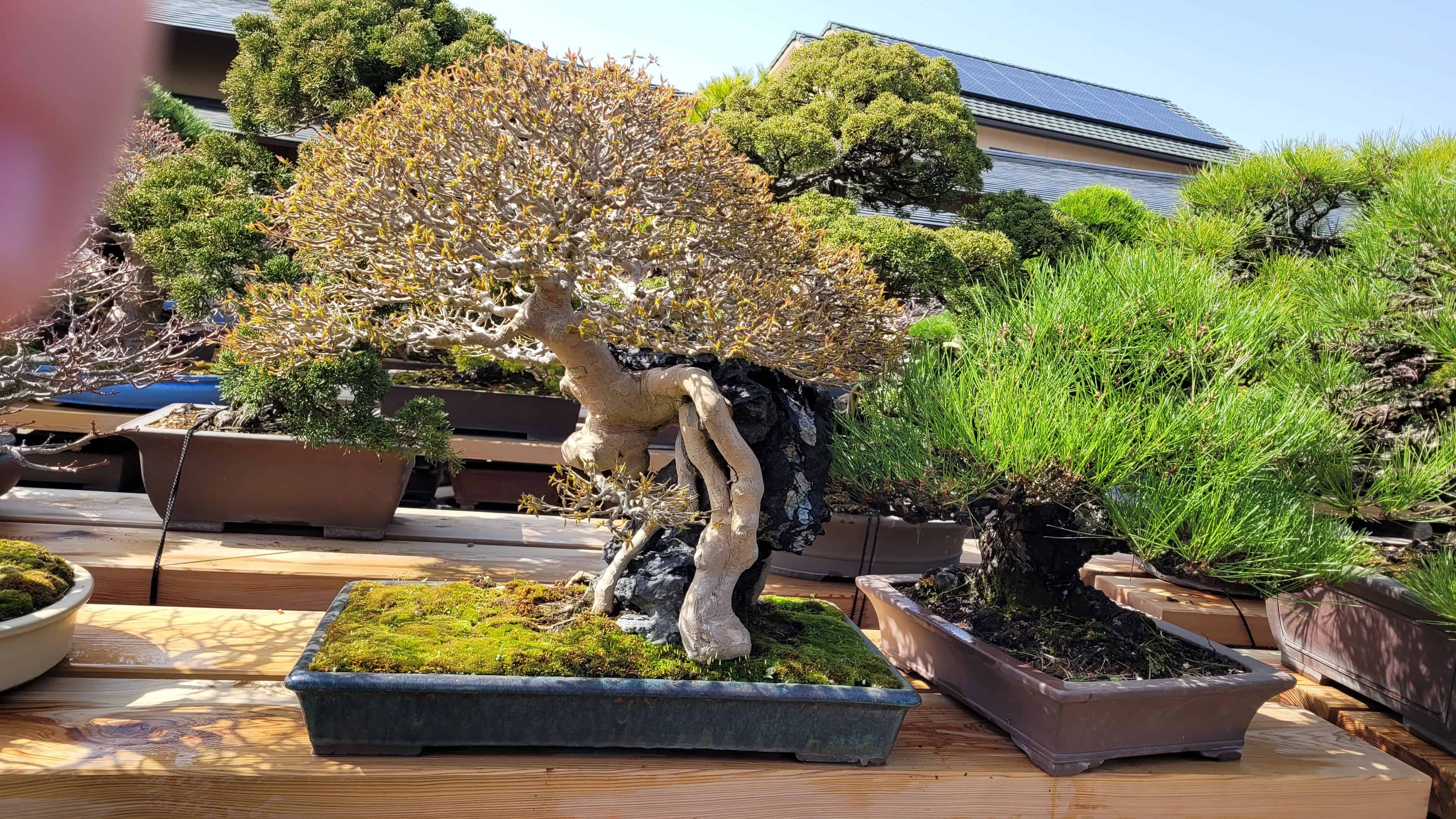 A maple bonsai tree from omiya in Japan